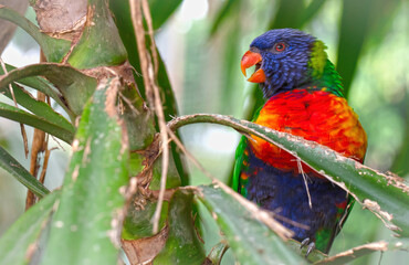Colorful Rainbow Lorikeet parrot bird