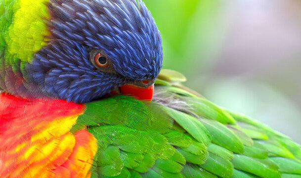 Colorful Rainbow Lorikeet parrot bird