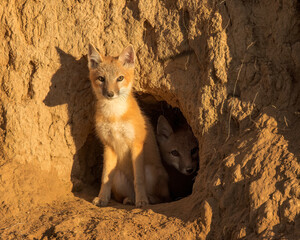 Swift-fox pups look curiously from their den