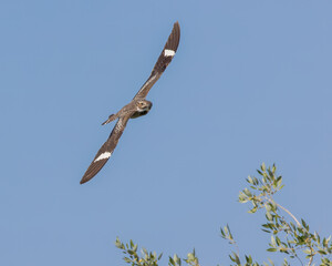A common nighthawk flies in Seedskadee National Wildlife Refuge, Wyoming