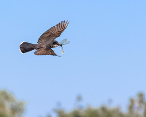 An Eastern Kingbird flies with his morning meal of dragonfly