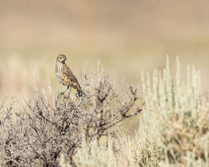 A Sage Thrasher in Seedskadee National Wildlife Refuge, Wyoming.