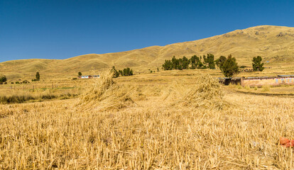 stored yellow wheat with distant mountains and blue sky in background in yanaoca, cusco, peru