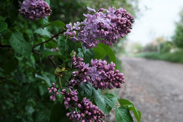 Spring blooming lilac bush on a rural street