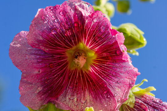 Stockrose