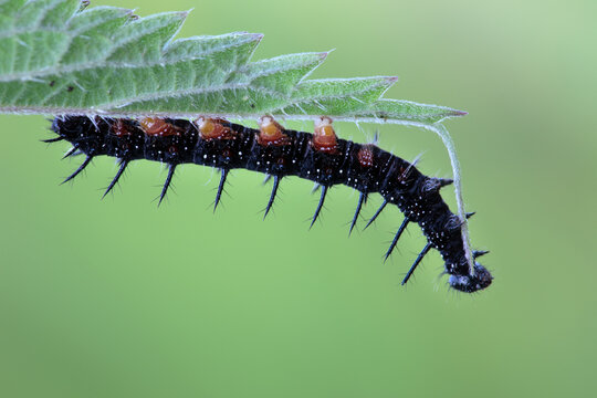 Tagpfauenauge raupe