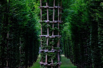 Forest of green trees with rows and wooden structures.