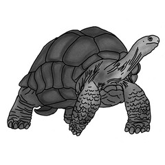 turtle illustration in pencil shading style