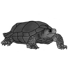 turtle illustration in pencil shading style