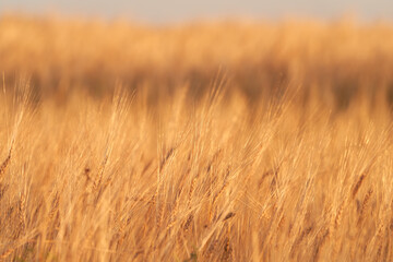 Beautiful wheat field. Ears of wheat are golden in the rays of the setting sun. Natural background. Copy space. Selective focus.