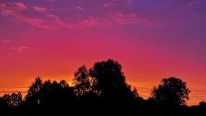 Fototapeta na wymiar beautiful pink sunset on the background of large trees