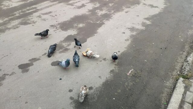 Lots of grey city pigeons and jackdaw or crow eating slice bread. Large number of common town birds feeding on breadcrumbs on the street. Feral doves and raven peck stale bread crumbs on asphalt