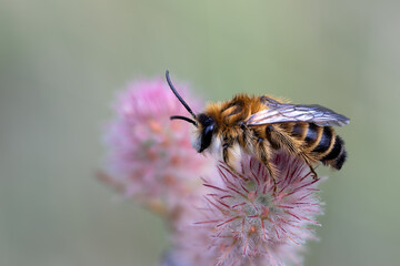 Wildbiene