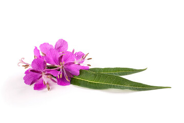 Flowers and leaves of a useful plant of ivan-tea (ivan-grass, kipreya, epilobium) on a white wooden background. Template for the design.