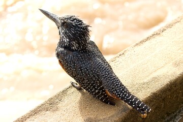 giant kingfisher on a wall above the river with brown waters