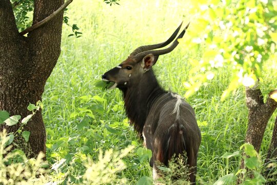 Kudu in the bush with big antler eating green leaves