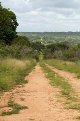 Fototapeta na wymiar dirt road in the Kruger National Park with the bush and green landscape, clouds and blue sky