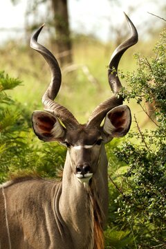 Kudu in the bush with big antler face pic