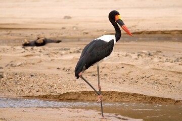 African black stork standing at the trickle of a sandy river bed