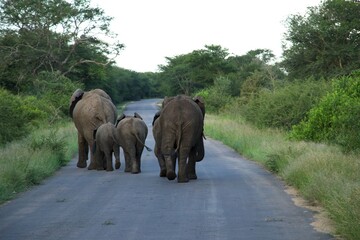 backside of elephant family walking side by side on a paved road through the green African bush in Kruger National Park