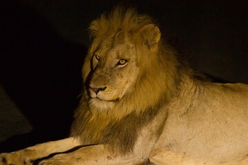 lion front half laying on the street at night in Kruger National Park