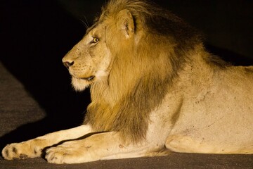 lion side view laying on the road in Kruger Park at night