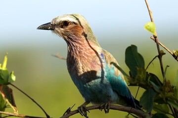 lilac breasted roller bird close up sitting on a branch with green leaves and bury background