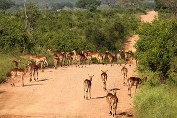 Fototapeta na wymiar herd of Kudus on a sandy dirt road through the green bush of Kruger National Park