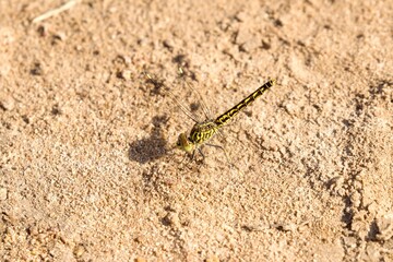 yellow black dragonfly on sandy ground