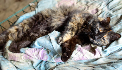 Poor cat in an Odessa city private shelter. Lost and abandoned cats due to war in Ukraine. Russian invasion effects. 