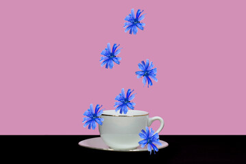 Chicory flowers fall on a white cup. Isolated on pink and black background. Minimal concept of a healthy drink.
