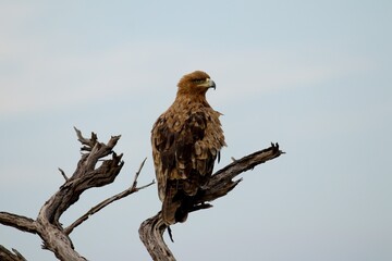 backside of a brown eagle sitting on a branch of an dead tree, head looking to the right
