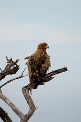 backside of a brown eagle sitting on a branch of an dead tree, head looking to the right