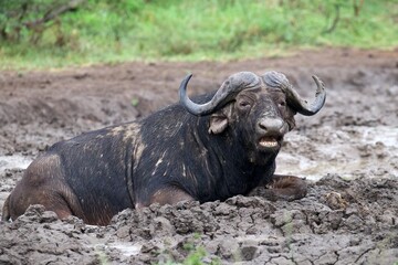 Obraz premium african water buffalo laying in a mud hole