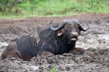 african water buffalo laying in a mud hole