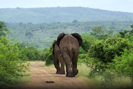 back view of elephants walking on a path through the bush