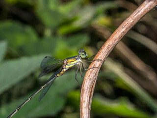 dragonfly 150