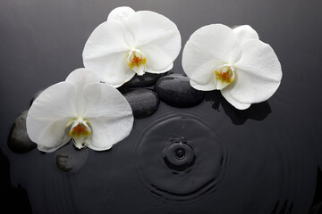 Fototapeta na wymiar White orchid and black stones in water