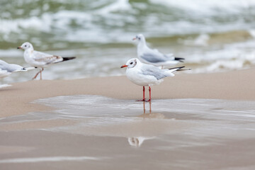 Seagull in the natural environment on the Baltic Sea.