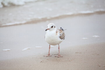 Seagull in the natural environment on the Baltic Sea.