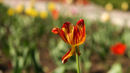 Red tulips on a sunny day. Stock footage. Beautiful red Tulip growing in the Park