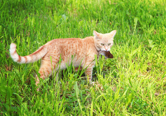 A red cat caught the mouse. Selective focus