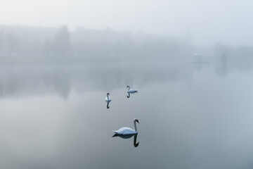 Obraz na płótnie Canvas Three white swans swims in the water in the fog.