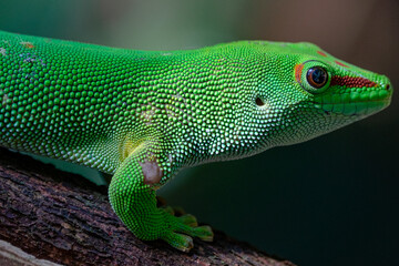 Green gecko close up very detailed