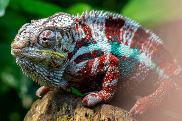 Chameleon close up very high quality
