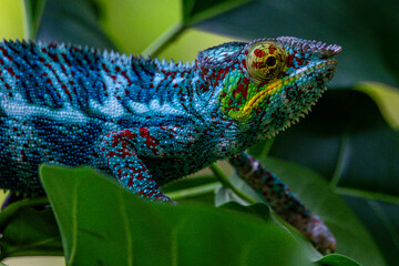 Chameleon close up very high quality