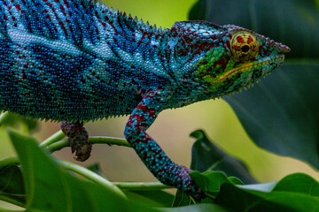Chameleon close up very high quality