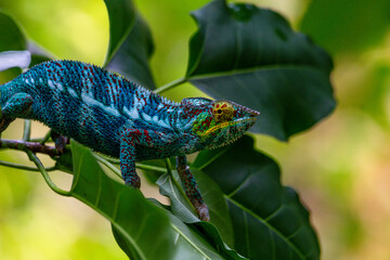 Chameleon close up very high quality