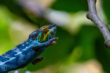 Chameleon close up very high quality
