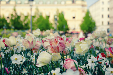 Red and white tulip flowers